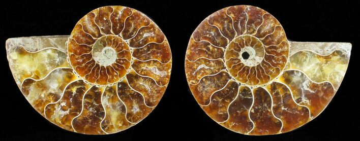 Polished Ammonite Pair - Agatized #59435